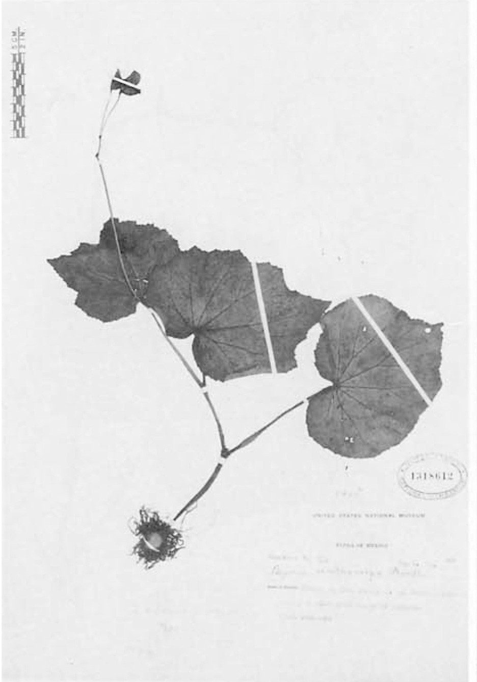 B. ornithocarpa
